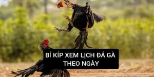 bi-kip-xem-lich-da-ga-theo-ngay