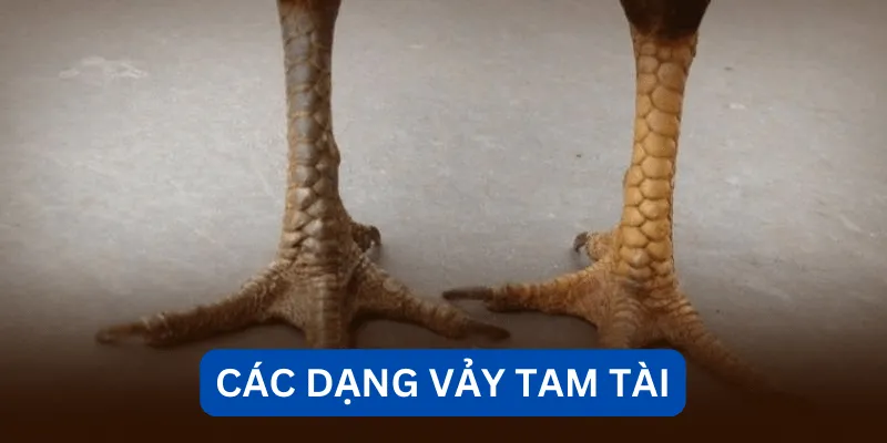 cac-dang-vay-tam-tai