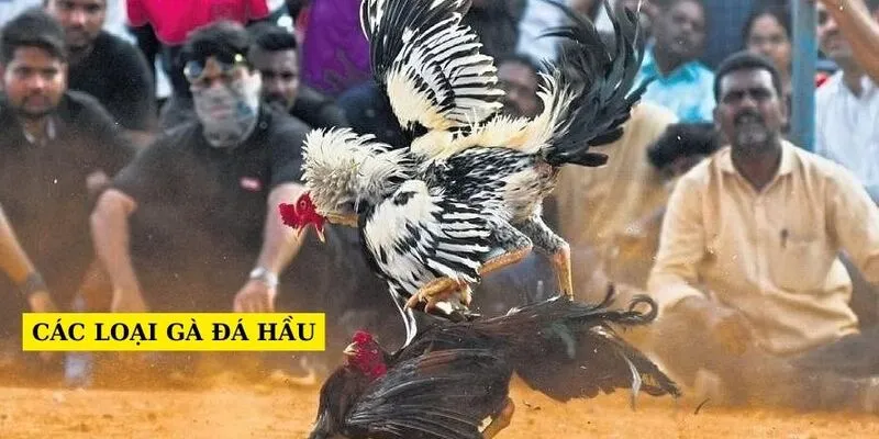 các-loai-ga-da-hau