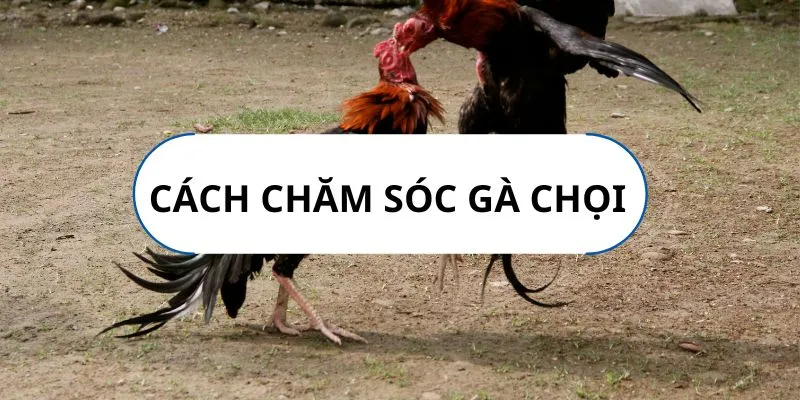 cach-cham-soc-ga-da-xa