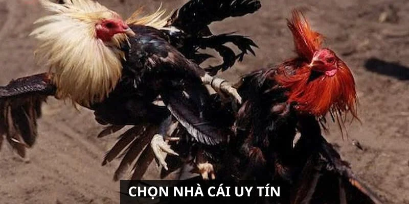 chon-nha-cai-da-ga-uy-tin