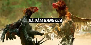 da-dam-hang-cua