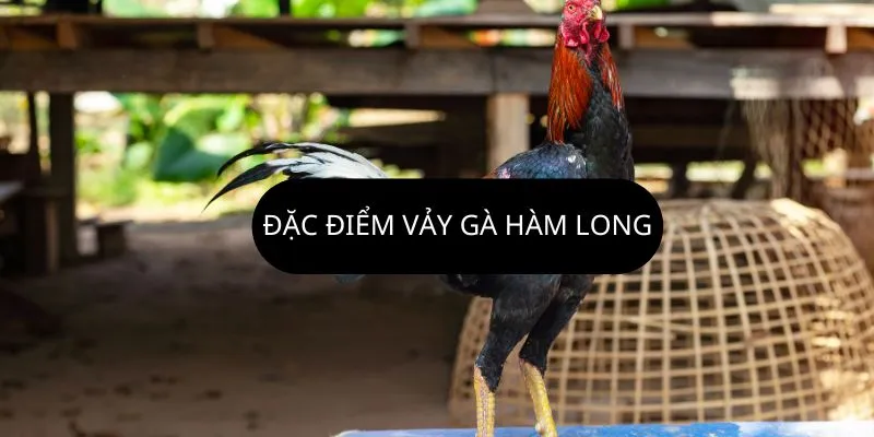 dac-diem-vay-ham-long