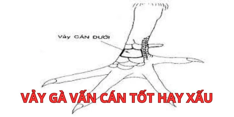 vay-ga-van-can-tot-hay-xau