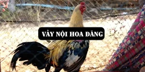 vay-noi-hoa-dang