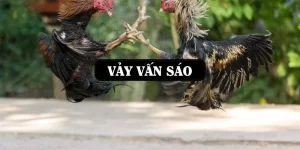 vay-van-sao