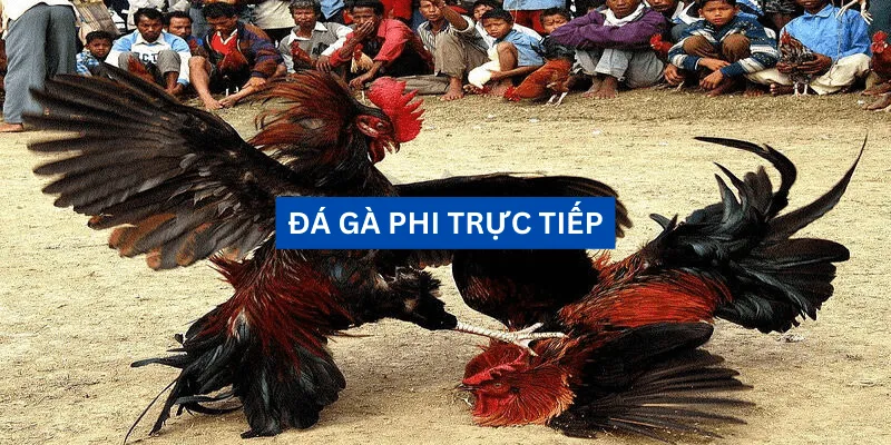 da-ga-phi-truc-tiep